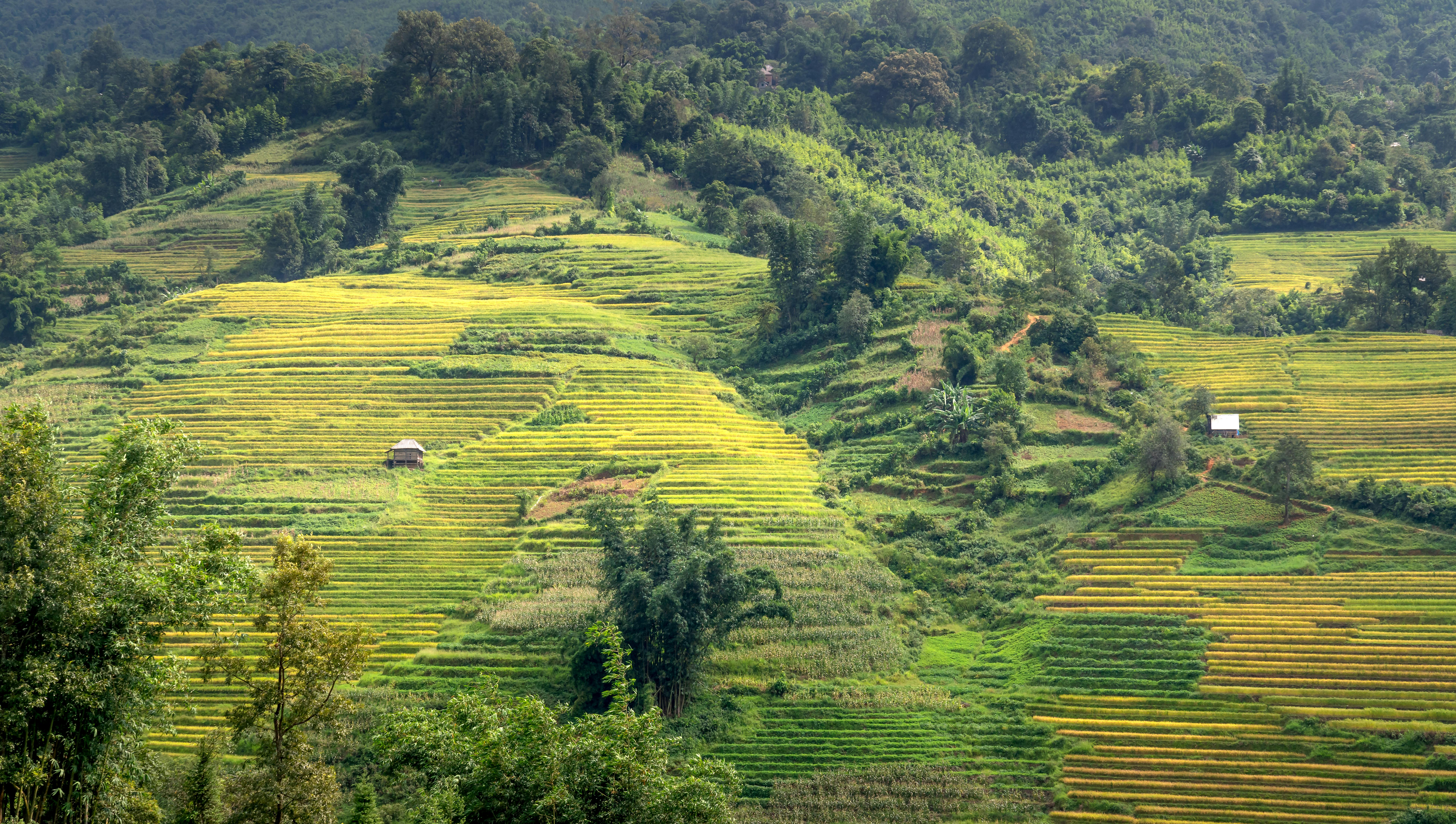 Misty golden-hour mountains of Chiang Mai, Thailand